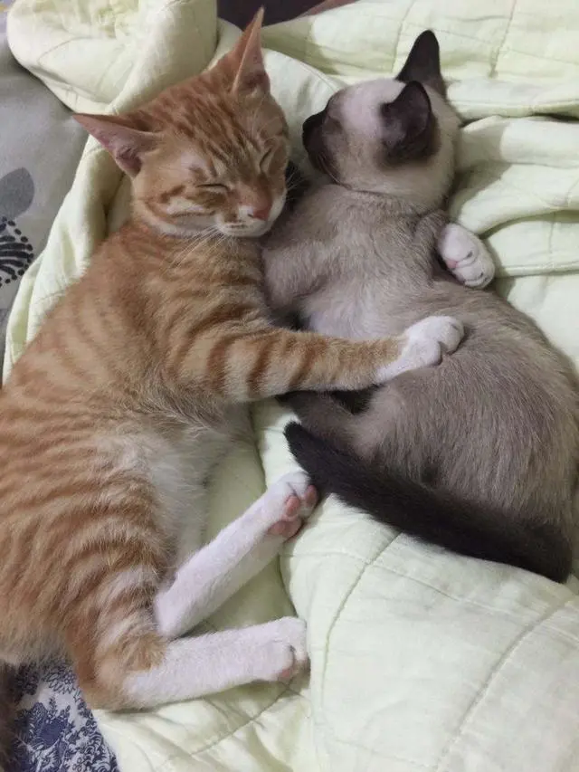 不要轻易养母猫，亲身经历告诉你，别后悔！