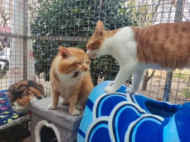 奇喵｜打遍猫群无敌手，猫中小霸王胖咪的幸福喵生