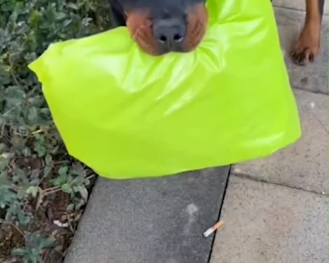 云南狗不会叼快递遭主人虐待追砍？好心人买下花治好，原主欲买回