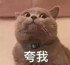 盘点猫咪有哪些好听的名字？