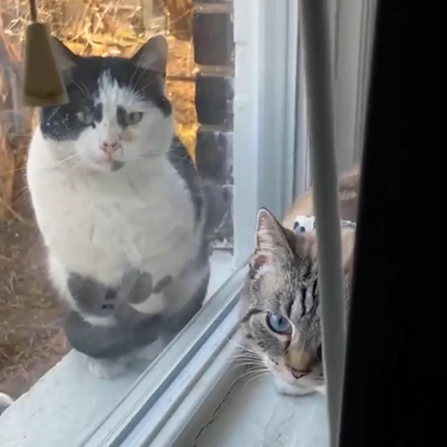 那只每天守在好心人窗外，偷看家猫的流浪猫，终于等到爱它的人了
