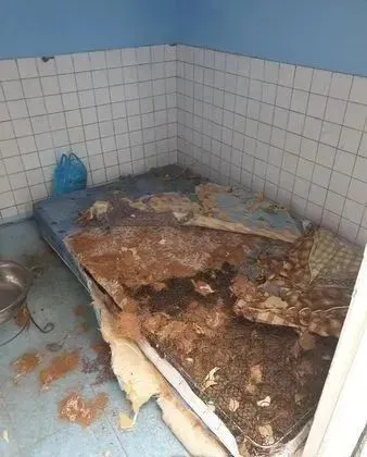 乳牛汪姊妹拆床垫被骂，装无辜，奴才傻眼：才搬回来1天！