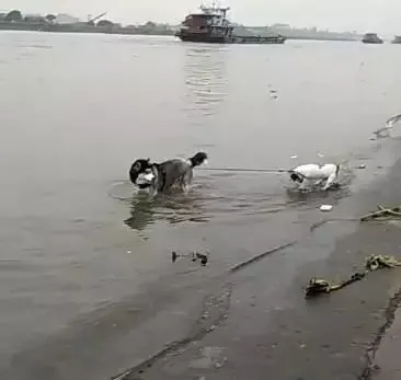 哈士奇带法斗去河里玩，法斗我不去，水太深了！二哈很浅！