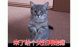 美短猫脾气那么好，为什么销量比不上狸花猫？