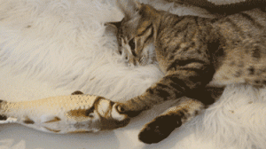 若一只猫在你睡着后，会有这些行为，说明它“爱惨”你了