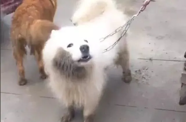 刚救下一车狗，全是萨摩耶、法斗、二哈……被卖掉都是同一个原因