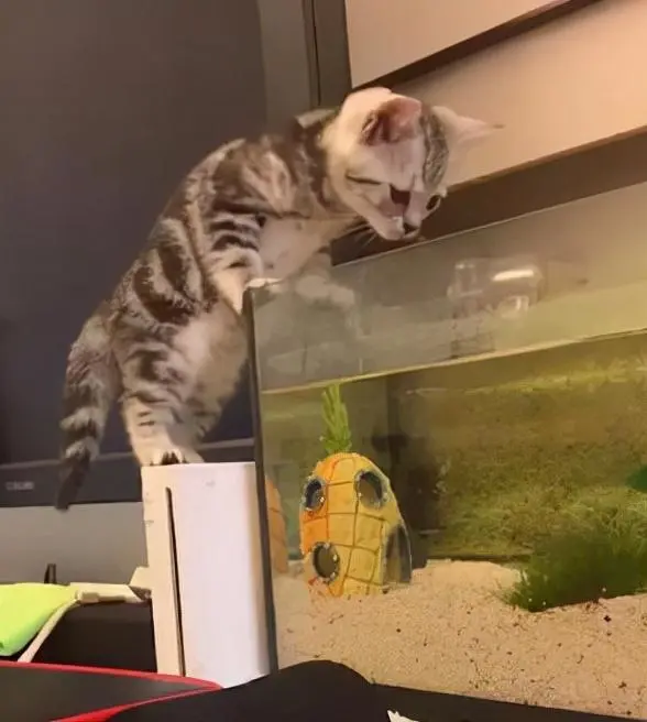 这一辈子，一定要养一只美短，好处太多了！