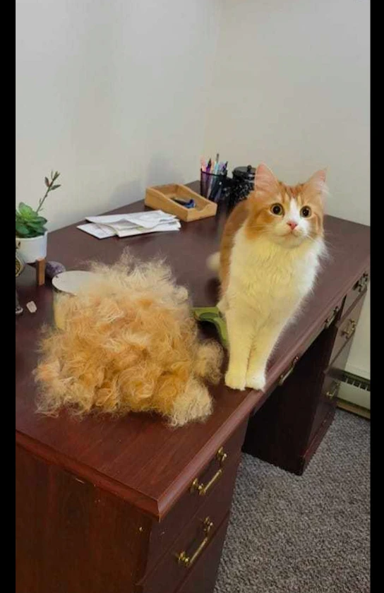 网友将猫咪掉的毛发都收集起来了，它看见后也不相信：这是我的？