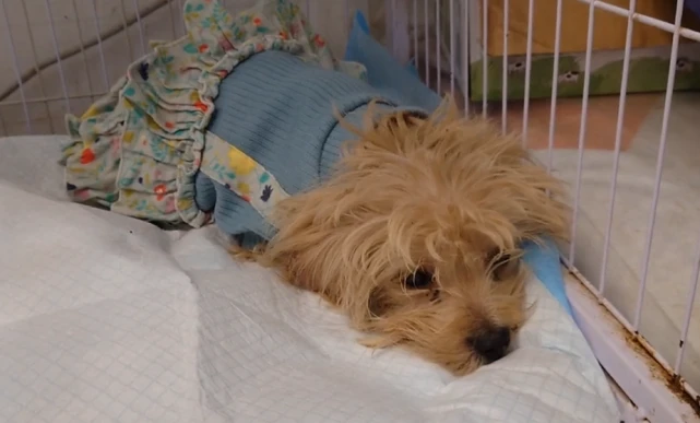 雪地里险些被冻僵的流浪狗，如果没人发现，谁又知它竟有如此颜值