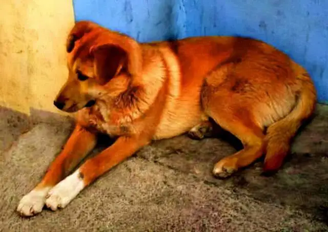 大黄狗流泪惨叫，老人心软从屠宰场救下黄狗，5年后因此逃过一劫