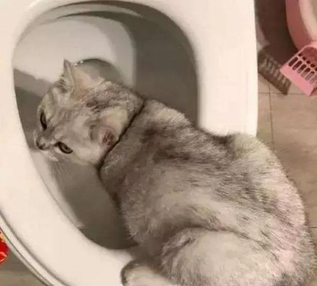 马桶那么臭，为什么猫咪还偏爱马桶水？
