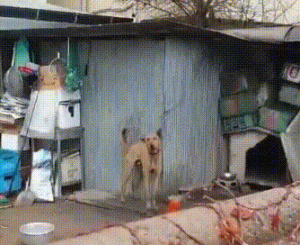 狗狗每天无法入睡，只因栓它的铁链太短，好心人扔的食物都没法吃