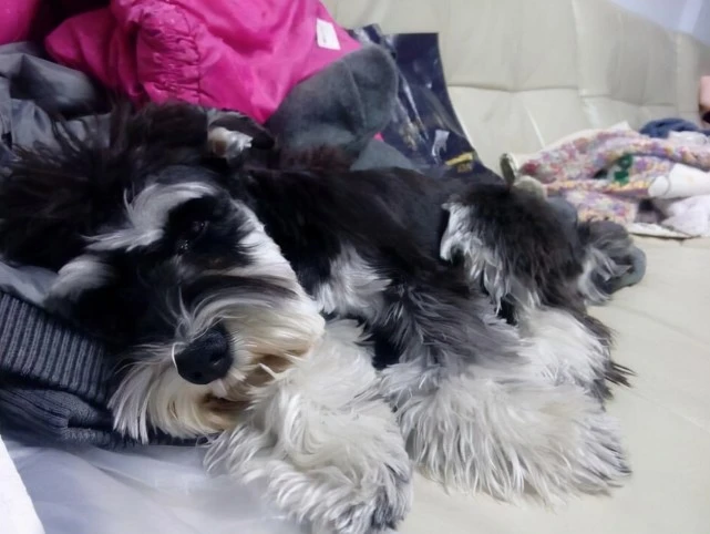 为什么曾经的雪纳瑞犬那么受欢迎，为何“无人问津”？