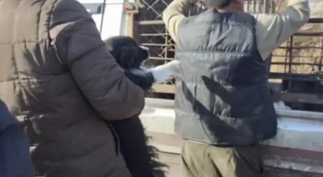 狗肉车上1只边牧很绝望，小哥花600块买了下来：你跟我回家