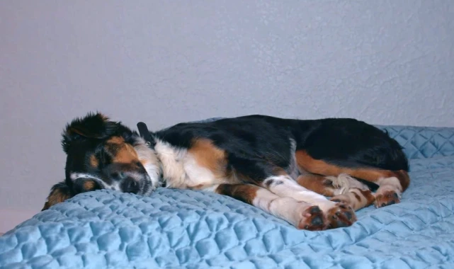 可怜狗狗被抛弃，主人早已逃离乌克兰，它却一直守在家中不肯离去