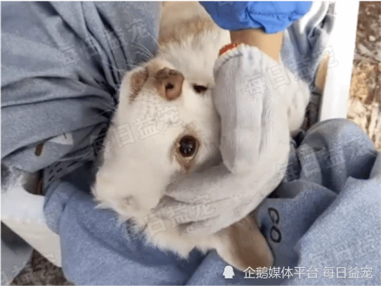 12岁老狗被抛弃，幸遇好心大姐重获新生，获救时泪眼汪汪！