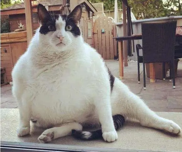 千万不要轻易养“奶牛猫”，它会打破你对猫咪的认知