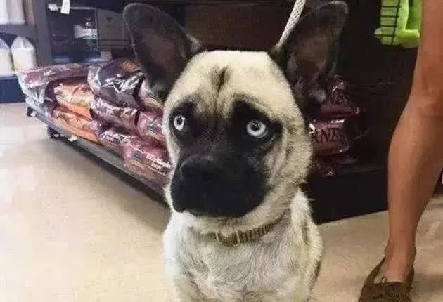 二哈跟巴哥生的崽什么样子呢？网友：丑哭了！