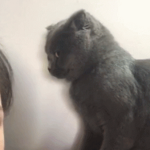 盘点那些“中看不中用”的猫，不要对它期望太高！