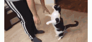 怂恿我养“奶牛猫”的人，你们可把我害惨了！