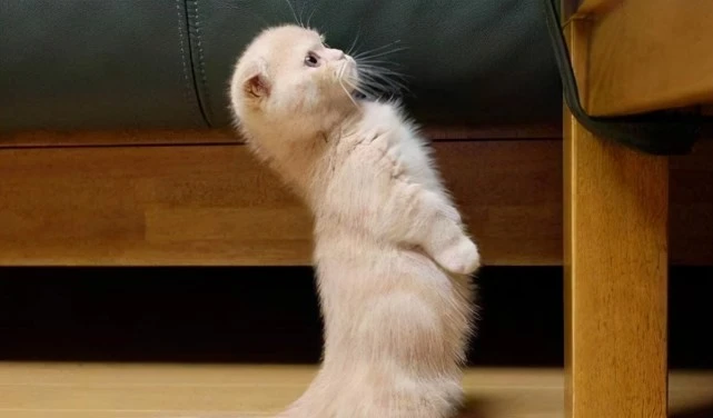 劝告：这几种猫不要随便带回家，每一只都“很难养”！