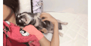 为什么吉娃娃的弃养率那么高，原来是这7点“遭人嫌”