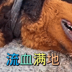 将狗狗拖行几十公里远，只是为了方便卖给狗贩子：配当主人吗？