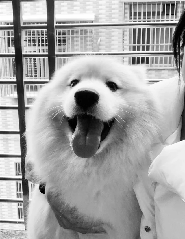 宠物隔离谁来照顾？惠州官方承认防疫时乱棍将狗打死，相关人员被停职