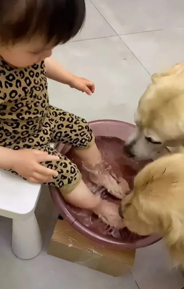 2只金毛凑过来喝宝宝洗脚水，把女子都看愣住了：有这么好喝吗？