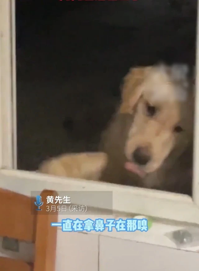 山东：一男生在厨房煮螺蛳粉，金毛扒开窗欲抢，评论区有“味”了