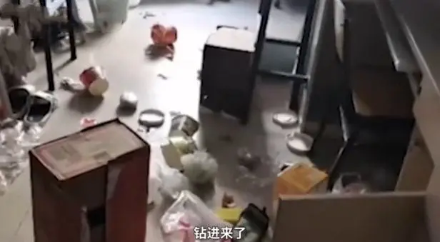 学生推开宿舍门愣在了，瞟了一眼舍友的床后：哪里来的小猫？