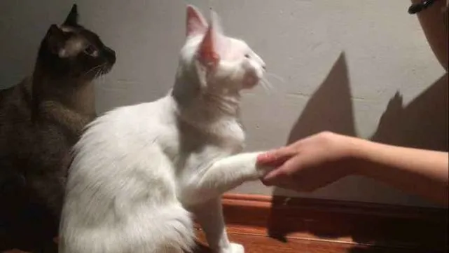 猫咪为什么不喜欢被铲屎官摸爪子？