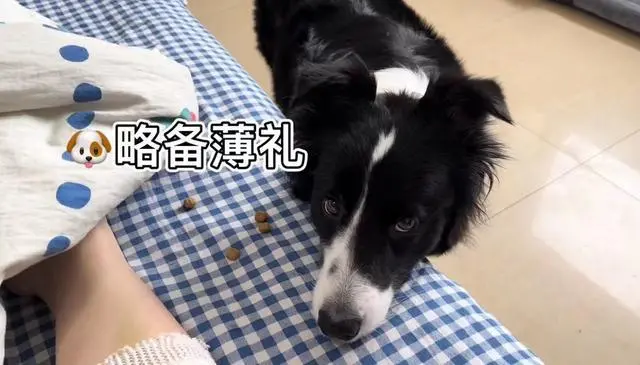 女子腿受伤不能下床，狗狗叼来狗粮“喂饭”，网友：比男朋友靠谱