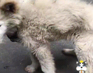 狗狗连续7天呕吐，主人将其当累赘扫地出门，结果让人心酸