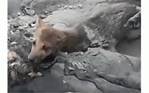 4只狗狗被人扔进沥青池，痛苦哀嚎拼命挣扎，其中一只已死亡