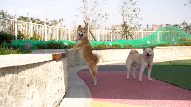 【说法】允许主人带着宠物逛公园、逛商场，你赞成吗？