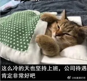 这只橘猫少说50斤，奶奶差点背不起来它