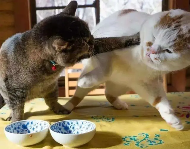 自从养了猫，我再也没机会“吃独食”了