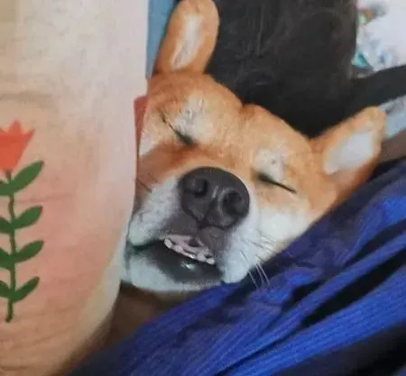 柴灯初上？汪双脚交叉“侧卧楼梯间”，扶把手眼神妩媚