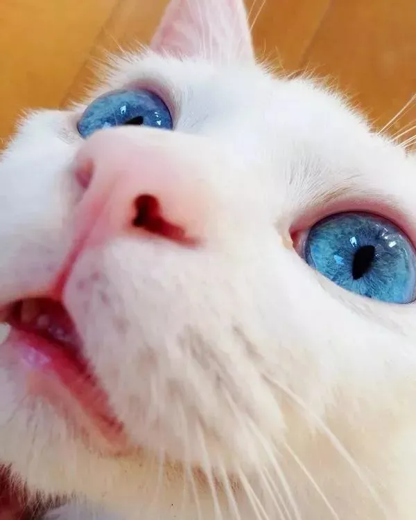 醒着时是天使，睡着后成魔鬼，这只美猫的睡颜，也太一言难尽！