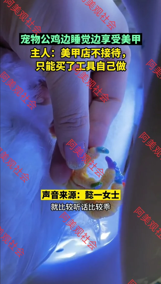 女子给宠物鸡做美甲，公鸡全程很配合，网友：活得还不如一只鸡