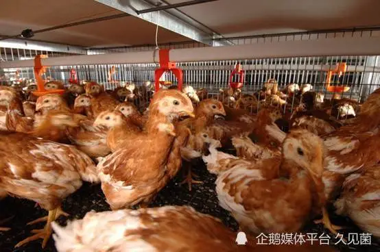 每年70亿只小鸡被搅碎，出生几小时、未吃过饲料，就被做成狗粮