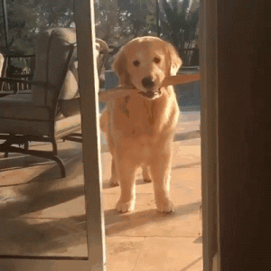 我家狗以为是我亲生的，这还有救吗？