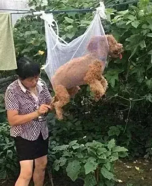 阿姨给泰迪剪毛，狗子总是乱跑，于是想出这种方法。