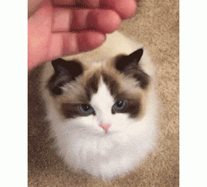 其实你养的猫，代表了你的性格，真的很准！