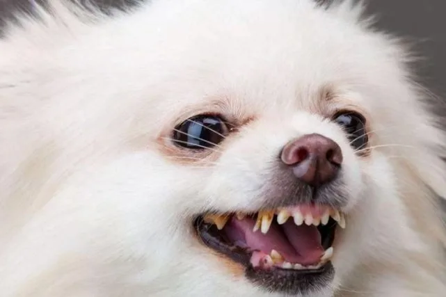 如果在街上见到这些狗趁早躲远点吧，容易“咬人”！