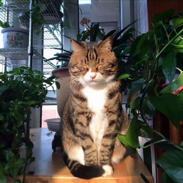 如果你家猫总爱这样睡，说明它心里压根“没有你”！