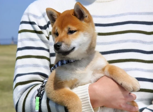 为什么狗狗不让你抱，却总是跟着你？真相在这里！