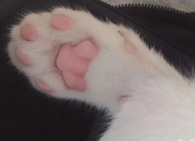 猫咪性格好不好，看它的“肉垫”就清楚，一目了然！