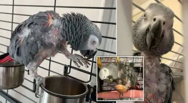 主人去世后鹦鹉闭口不言 被收养后再说话出口成脏